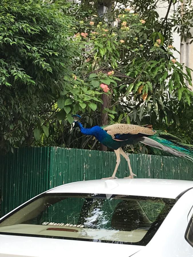 Homestay Chateau 39 Yeni Delhi Dış mekan fotoğraf